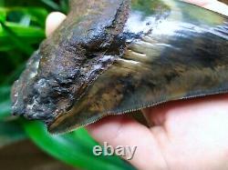 Megalodon Shark Tooth 5.66'' x 4.5'' Large Upper Indo 100% Natural Deep Blue