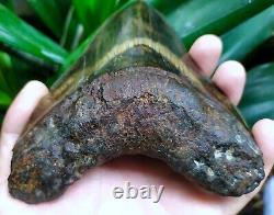 Megalodon Shark Tooth 5.66'' x 4.5'' Large Upper Indo 100% Natural Deep Blue