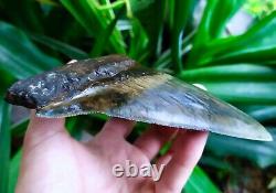 Megalodon Shark Tooth 5.66'' x 4.5'' Large Upper Indo 100% Natural Deep Blue