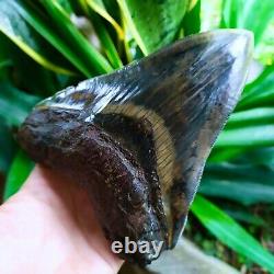 Megalodon Shark Tooth 5.66'' x 4.5'' Large Upper Indo 100% Natural Deep Blue