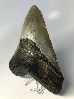 Megalodon Shark Tooth 5.67 Amazing Huge Fossil No Restoration 4527