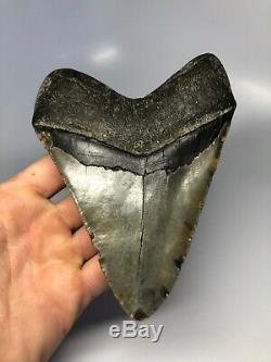 Megalodon Shark Tooth 5.67 Amazing Huge Fossil No Restoration 4527