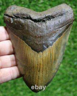 Megalodon Shark Tooth 5.67 Extinct Fossil Authentic NOT RESTORED (CG18-3)