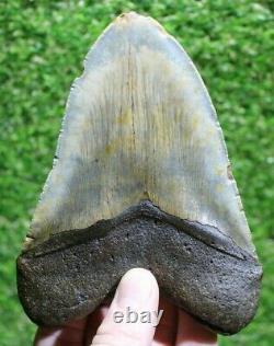 Megalodon Shark Tooth 5.67 Extinct Fossil Authentic NOT RESTORED (CG18-3)