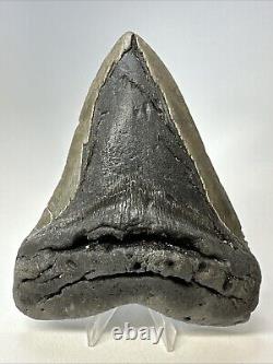 Megalodon Shark Tooth 5.67 Huge Authentic Fossil Carolina 18968