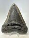 Megalodon Shark Tooth 5.67 Huge Authentic Fossil Carolina 18968