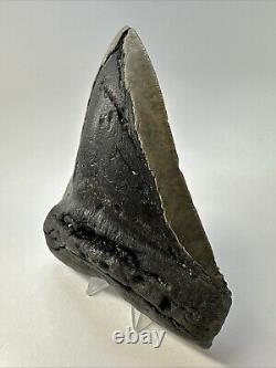 Megalodon Shark Tooth 5.67 Huge Authentic Fossil Carolina 18968