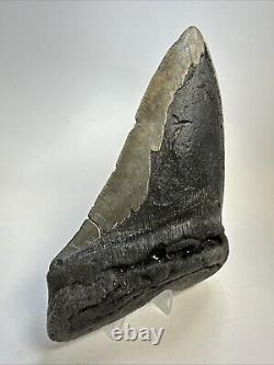 Megalodon Shark Tooth 5.67 Huge Authentic Fossil Carolina 18968