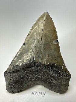 Megalodon Shark Tooth 5.67 Huge Authentic Fossil Carolina 18968