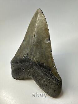 Megalodon Shark Tooth 5.67 Huge Authentic Fossil Carolina 18968