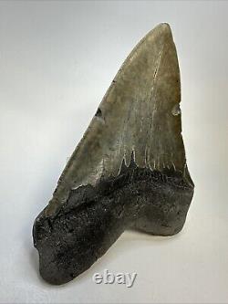 Megalodon Shark Tooth 5.67 Huge Authentic Fossil Carolina 18968