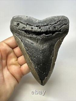 Megalodon Shark Tooth 5.67 Huge Authentic Fossil Carolina 18968