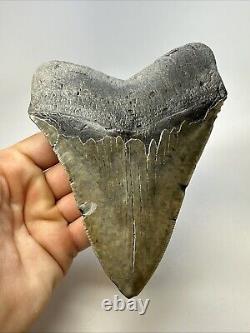 Megalodon Shark Tooth 5.67 Huge Authentic Fossil Carolina 18968