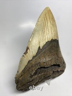 Megalodon Shark Tooth 5.67 Huge Authentic Fossil Natural 12198