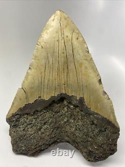 Megalodon Shark Tooth 5.67 Huge Authentic Fossil Natural 12198