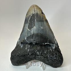 Megalodon Shark Tooth 5.67 Inch Unique Authentic Fossil Huge Teeth 19957