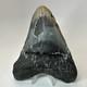 Megalodon Shark Tooth 5.67 Inch Unique Authentic Fossil Huge Teeth 19957