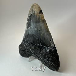 Megalodon Shark Tooth 5.67 Inch Unique Authentic Fossil Huge Teeth 19957