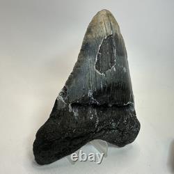 Megalodon Shark Tooth 5.67 Inch Unique Authentic Fossil Huge Teeth 19957