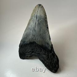 Megalodon Shark Tooth 5.67 Inch Unique Authentic Fossil Huge Teeth 19957