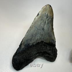 Megalodon Shark Tooth 5.67 Inch Unique Authentic Fossil Huge Teeth 19957
