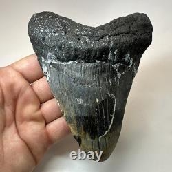 Megalodon Shark Tooth 5.67 Inch Unique Authentic Fossil Huge Teeth 19957
