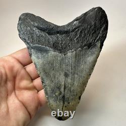 Megalodon Shark Tooth 5.67 Inch Unique Authentic Fossil Huge Teeth 19957