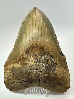 Megalodon Shark Tooth 5.68 Colorful Huge Fossil Authentic 18264