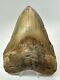 Megalodon Shark Tooth 5.68 Colorful Huge Fossil Authentic 18264
