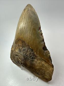 Megalodon Shark Tooth 5.68 Colorful Huge Fossil Authentic 18264