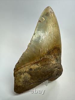 Megalodon Shark Tooth 5.68 Colorful Huge Fossil Authentic 18264