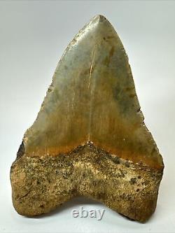 Megalodon Shark Tooth 5.68 Colorful Huge Fossil Authentic 18264