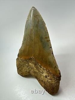 Megalodon Shark Tooth 5.68 Colorful Huge Fossil Authentic 18264