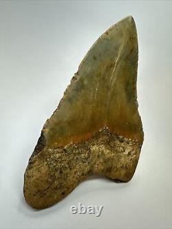 Megalodon Shark Tooth 5.68 Colorful Huge Fossil Authentic 18264