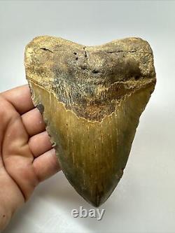 Megalodon Shark Tooth 5.68 Colorful Huge Fossil Authentic 18264