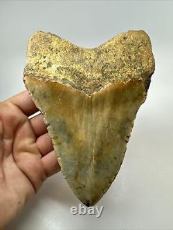 Megalodon Shark Tooth 5.68 Colorful Huge Fossil Authentic 18264