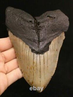 Megalodon Shark Tooth 5.68 Extinct Fossil Authentic NOT RESTORED (CG12-10)
