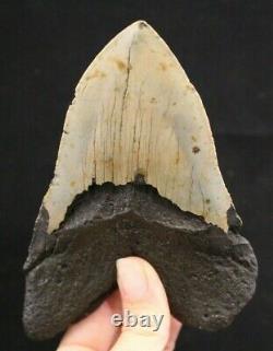 Megalodon Shark Tooth 5.68 Extinct Fossil Authentic NOT RESTORED (CG12-10)