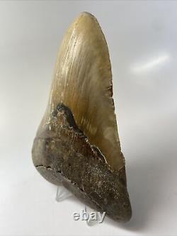 Megalodon Shark Tooth 5.68 Huge Authentic Fossil Beautiful 13820