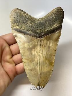 Megalodon Shark Tooth 5.68 Huge Authentic Fossil Beautiful 13820