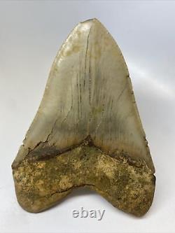 Megalodon Shark Tooth 5.68 Huge Natural Fossil Authentic 15408