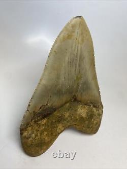 Megalodon Shark Tooth 5.68 Huge Natural Fossil Authentic 15408