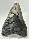 Megalodon Shark Tooth 5.69 Big Unique Fossil Natural 18354
