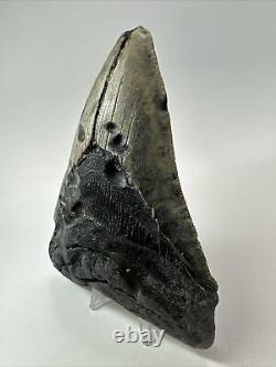 Megalodon Shark Tooth 5.69 Big Unique Fossil Natural 18354