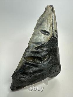 Megalodon Shark Tooth 5.69 Big Unique Fossil Natural 18354