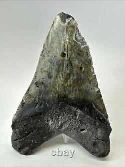 Megalodon Shark Tooth 5.69 Big Unique Fossil Natural 18354