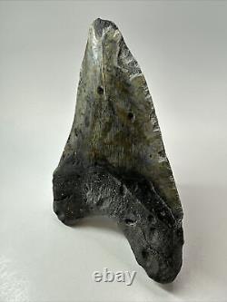 Megalodon Shark Tooth 5.69 Big Unique Fossil Natural 18354