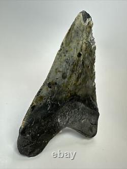 Megalodon Shark Tooth 5.69 Big Unique Fossil Natural 18354