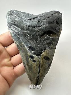 Megalodon Shark Tooth 5.69 Big Unique Fossil Natural 18354