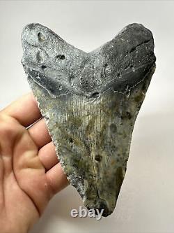 Megalodon Shark Tooth 5.69 Big Unique Fossil Natural 18354